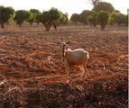 Agroforstwirtschaft im Sahel mit Ausbringung von Ernteresten Lizenz: CC BY