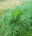 Beifußblättriges Traubenkraut Ambrosia artemisiifolia Lizenz: CC BY-SA