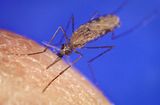 Anopheles gambiae beim Stich Lizenz: public domain