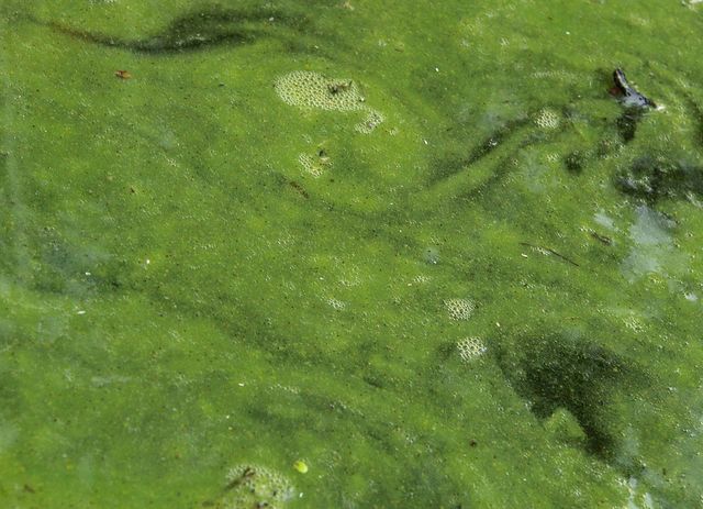 Cyanobakterien der Ostsee im Klimawandel Klimawandel